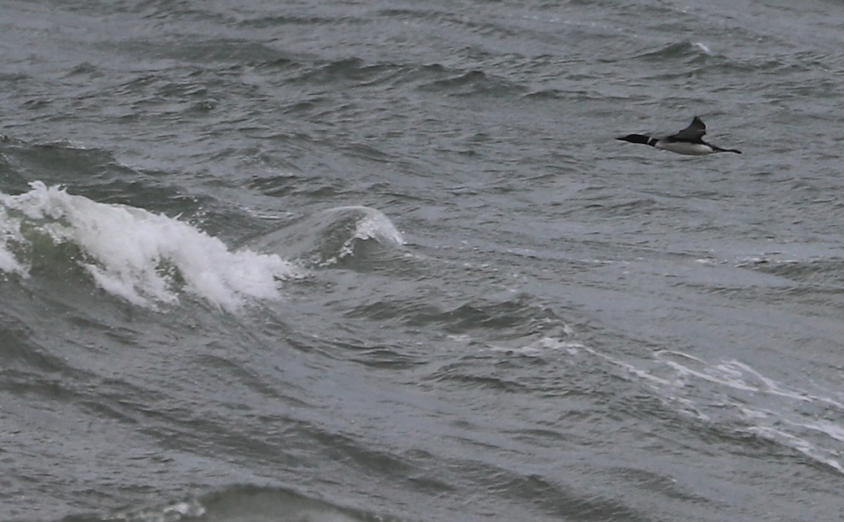 Common Loon - Rob Bielawski