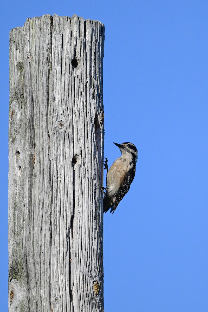 Hairy Woodpecker - Serg Tremblay