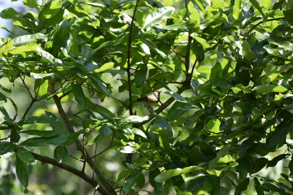 Brewster's Warbler (hybrid) - Shane Guenin