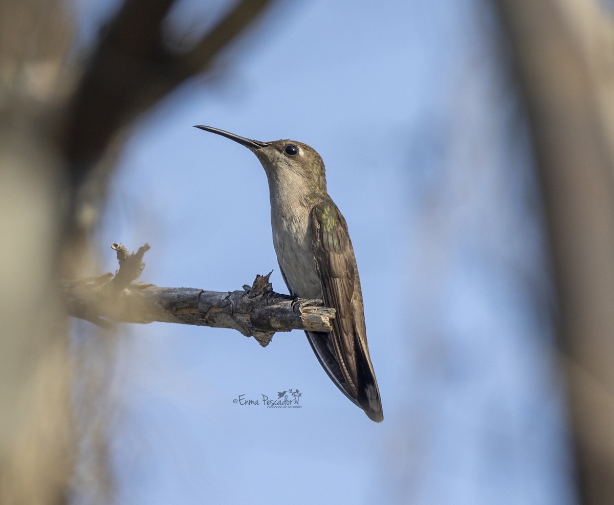 Ruby-topaz Hummingbird - ML619505045