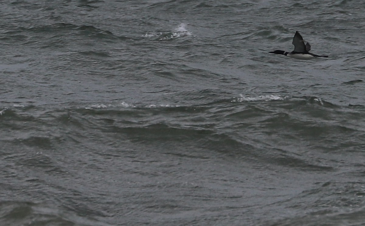 Common Loon - Rob Bielawski