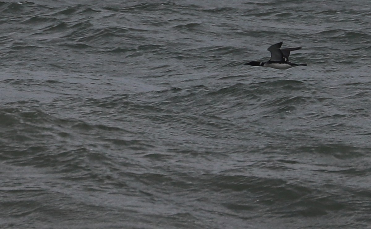 Common Loon - Rob Bielawski