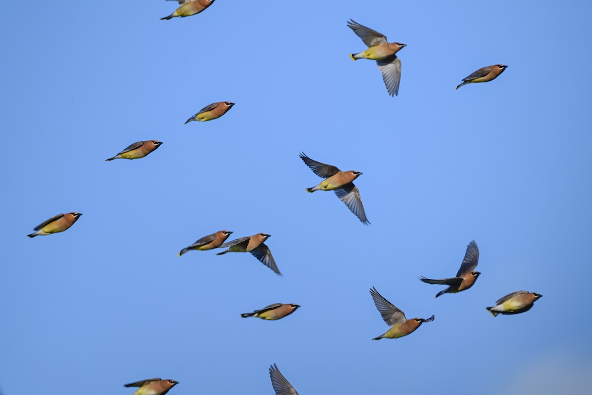 Cedar Waxwing - Serg Tremblay