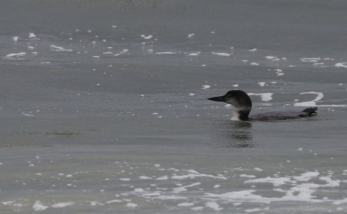 Common Loon - ML619505062