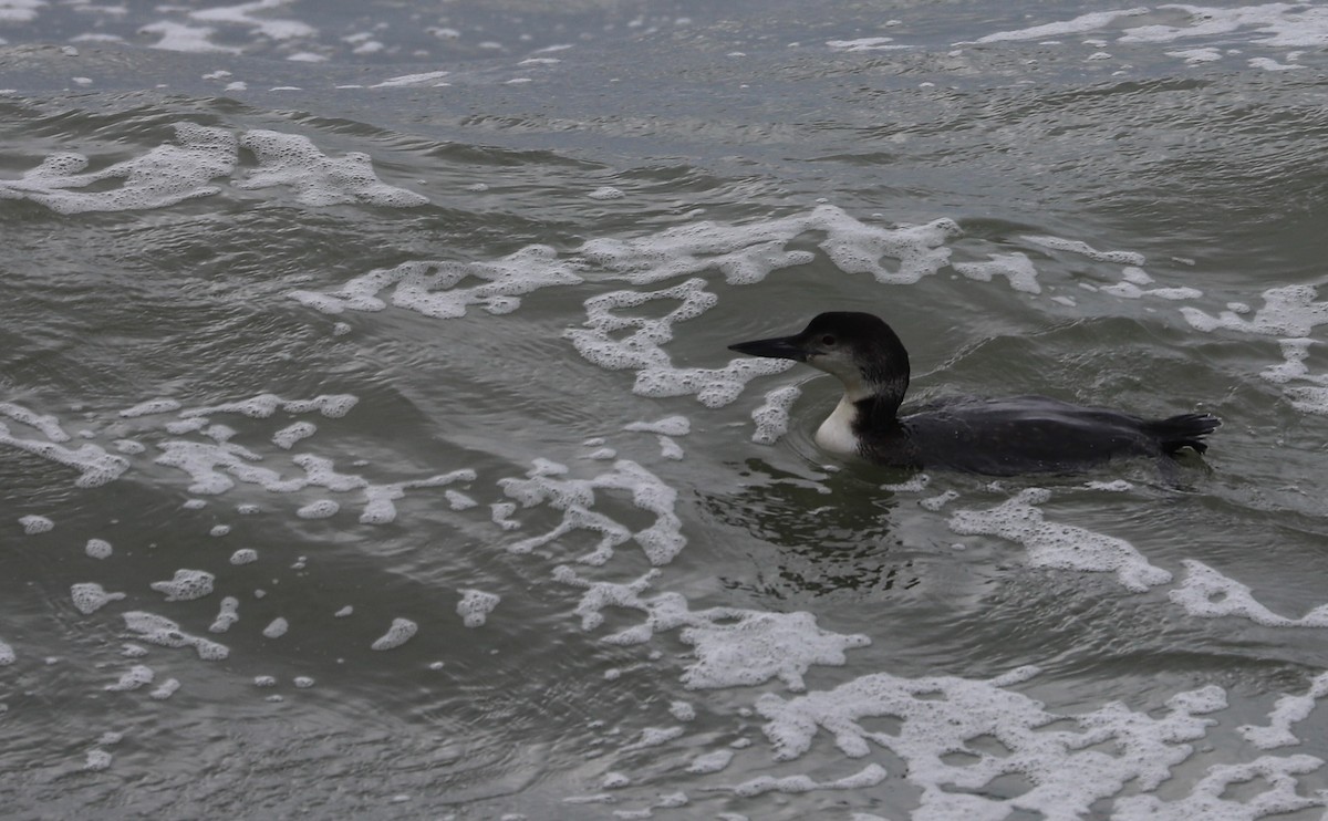 Common Loon - Rob Bielawski