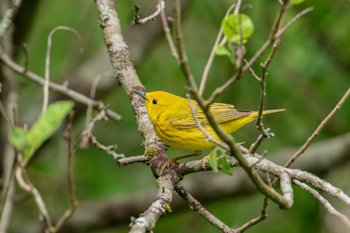 Yellow Warbler - Alton Spencer