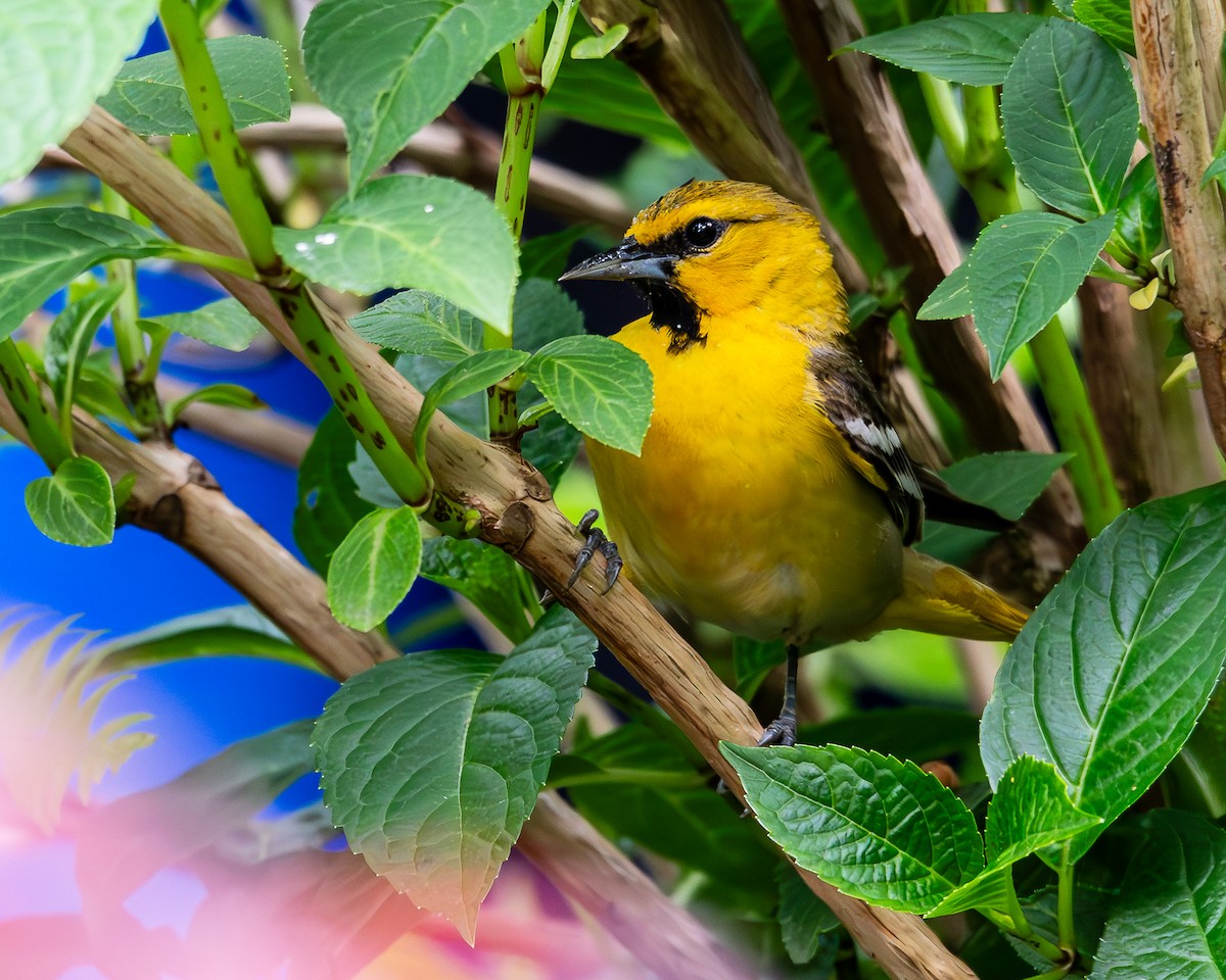 Bullock's Oriole - A & A Powell