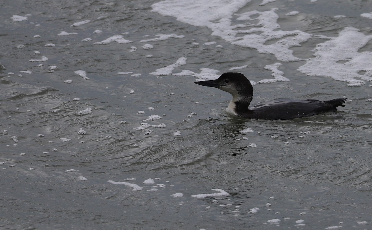 Common Loon - Rob Bielawski