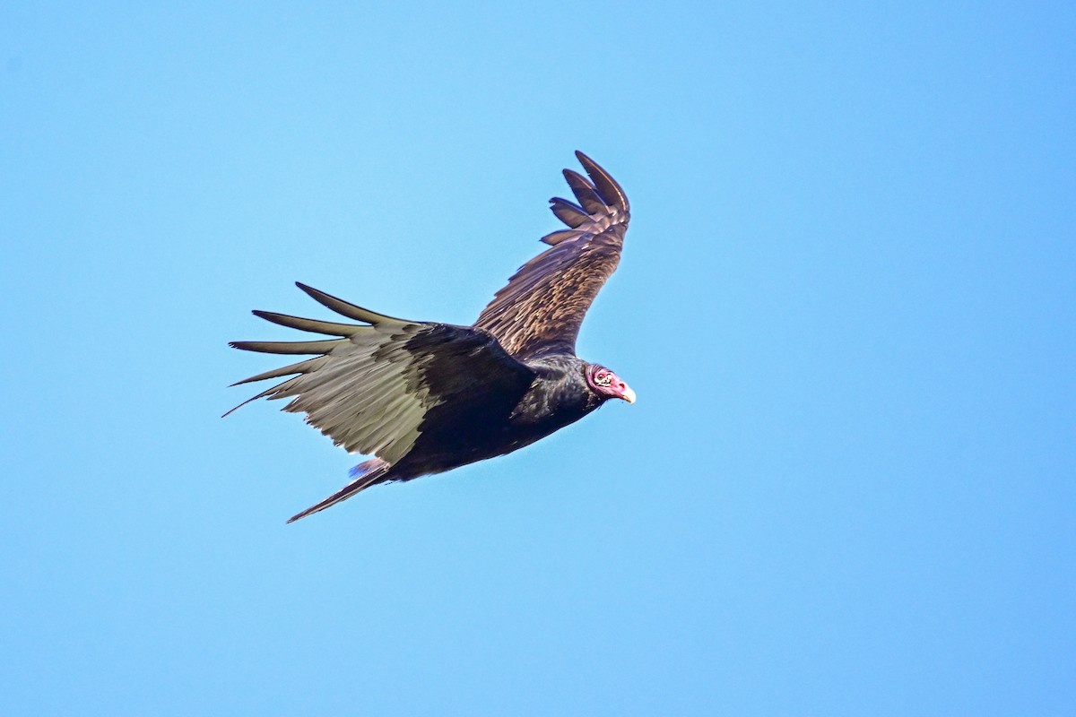 Turkey Vulture - Serg Tremblay