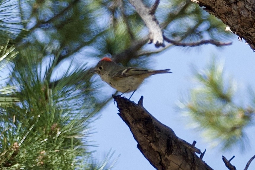 Ruby-crowned Kinglet - Don Rodriguez