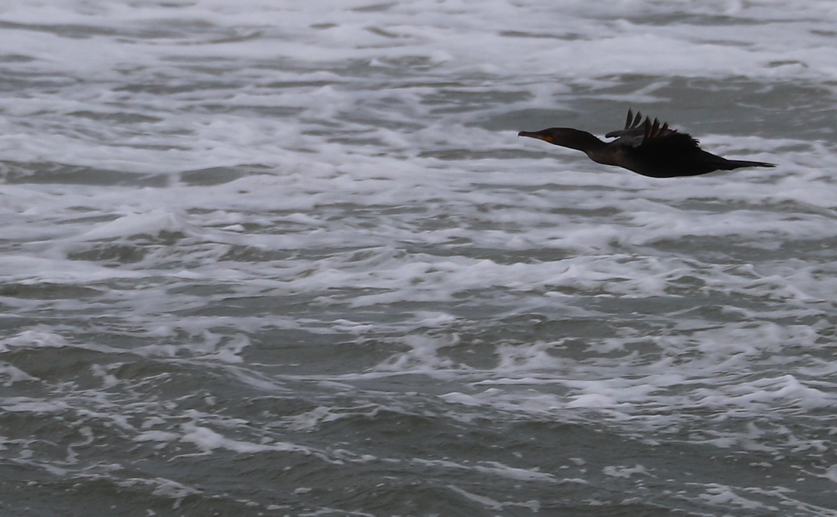 Double-crested Cormorant - Rob Bielawski