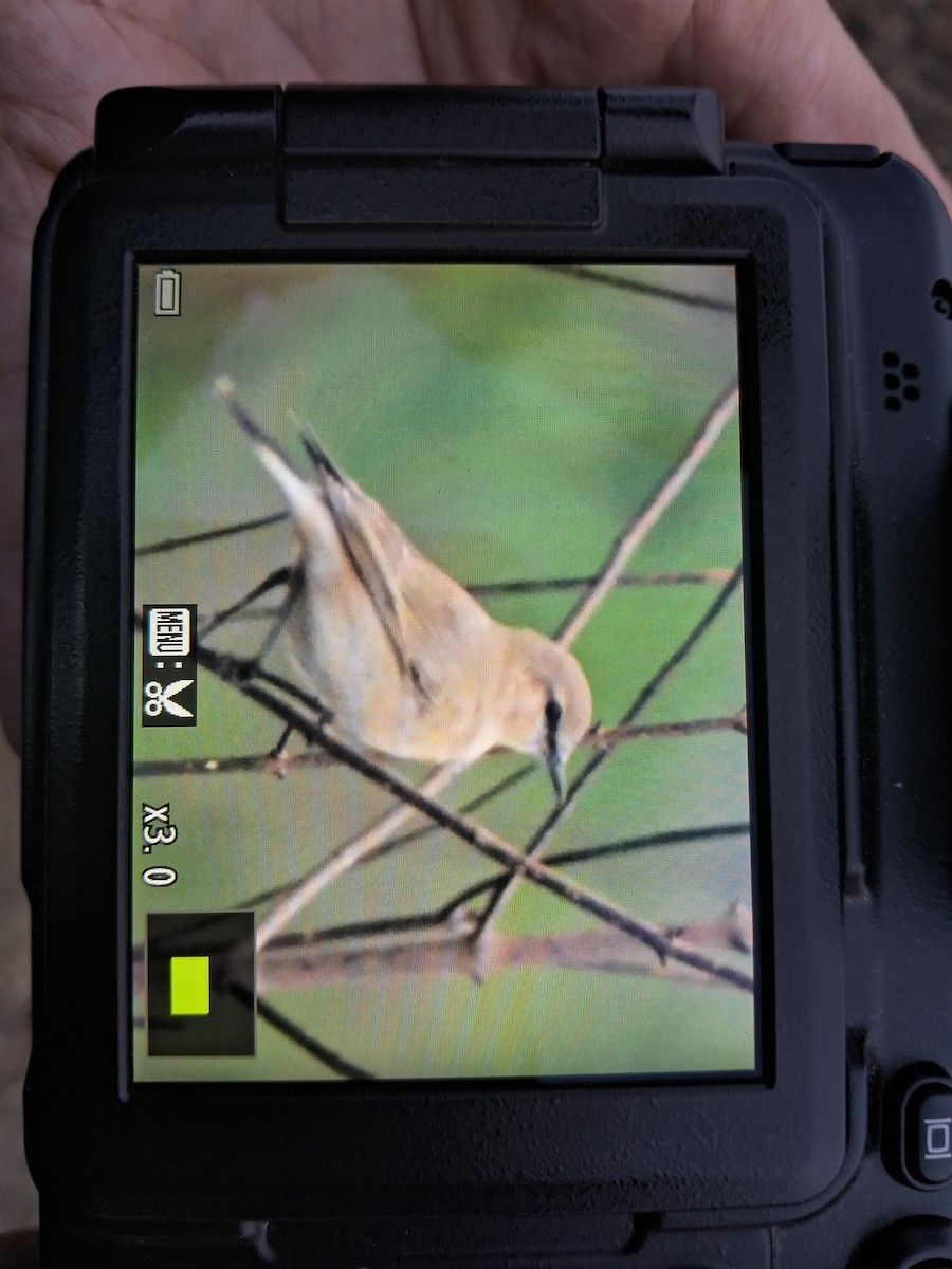 Isabelline Wheatear - ML619505086