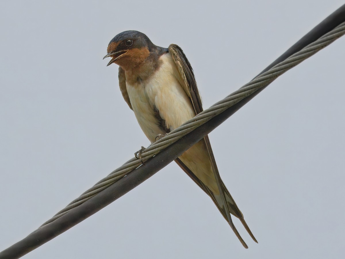 Barn Swallow - Brett Bickel