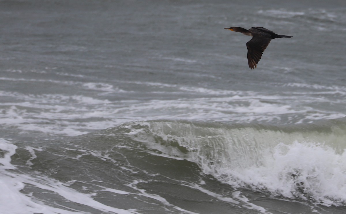 Double-crested Cormorant - ML619505090