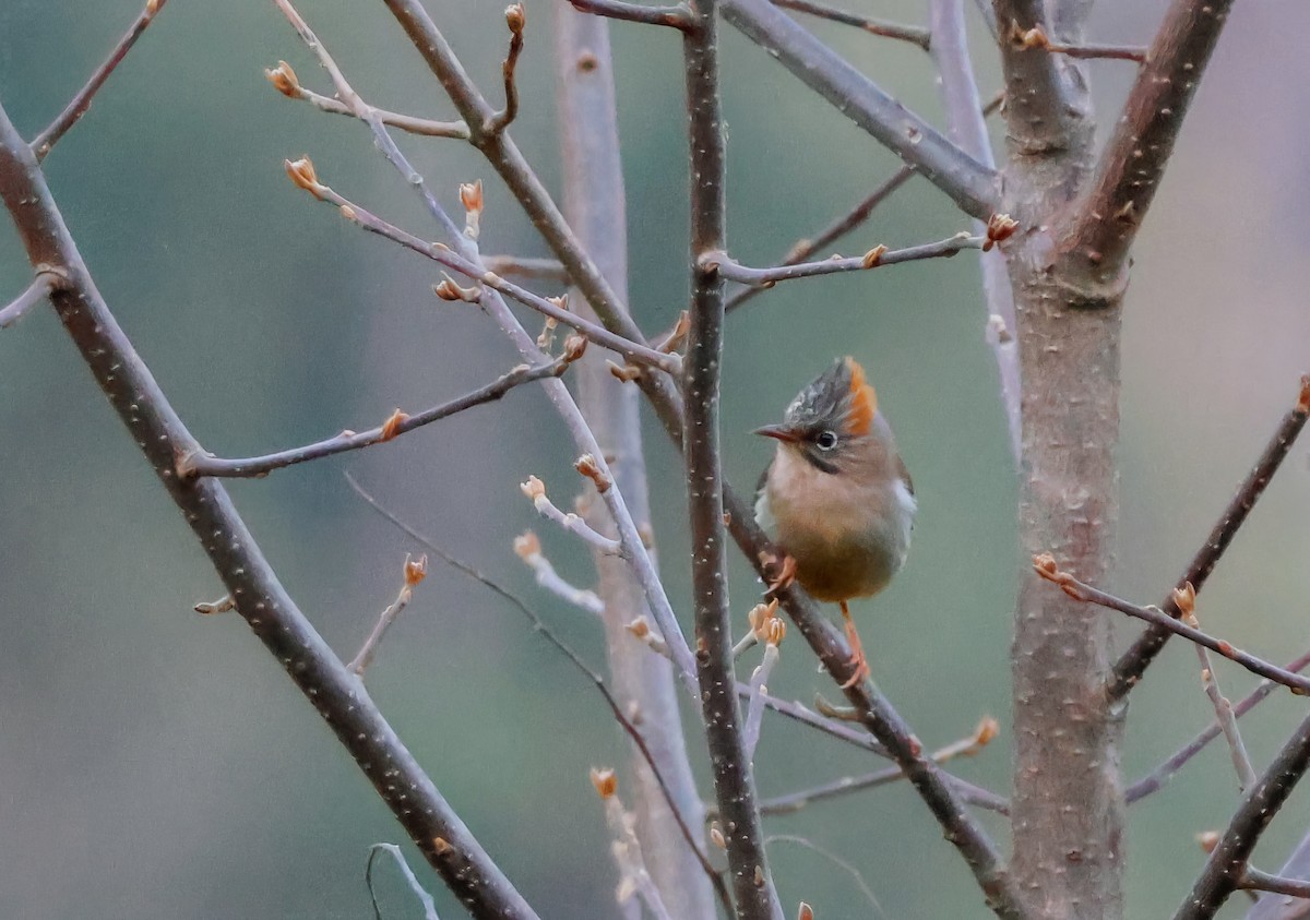 Rufous-vented Yuhina - Peter Crosson