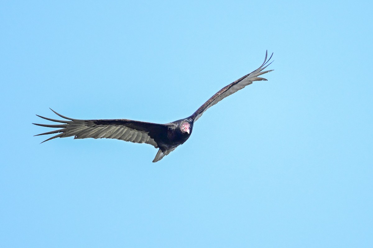 Turkey Vulture - Serg Tremblay