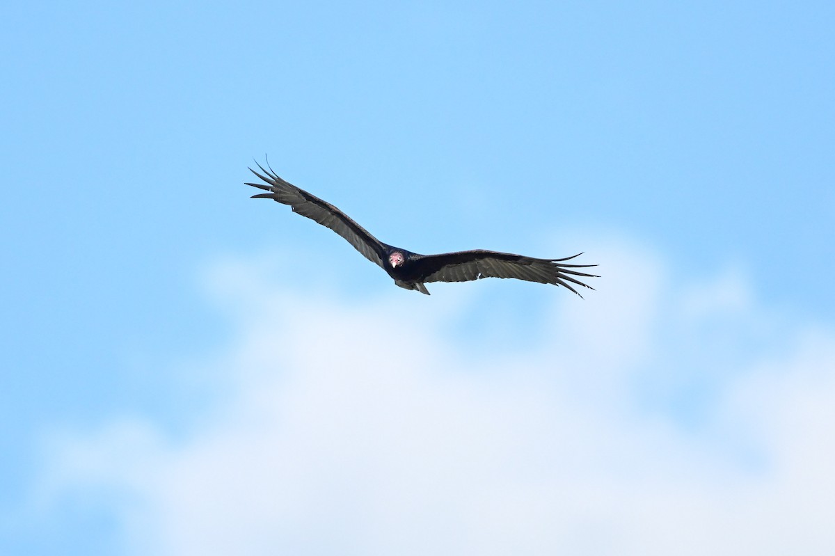 Turkey Vulture - Serg Tremblay