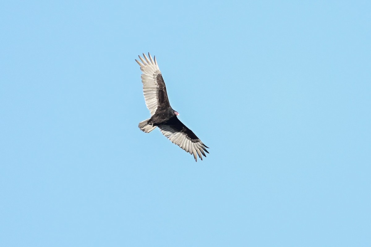 Turkey Vulture - Serg Tremblay