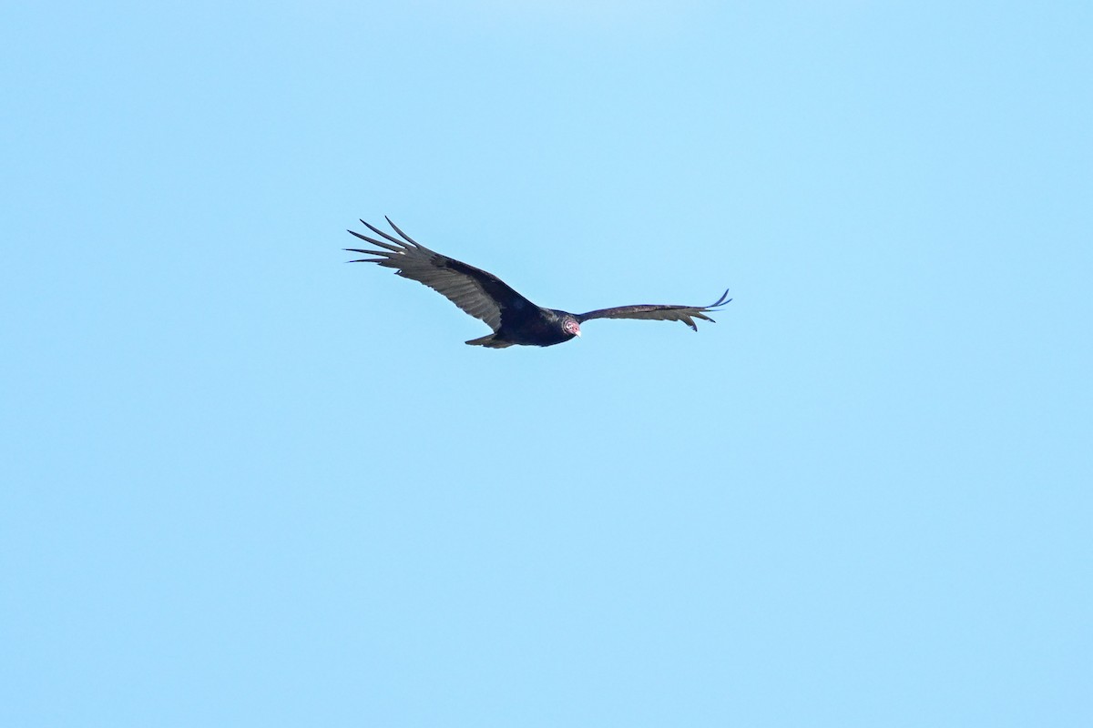 Turkey Vulture - Serg Tremblay