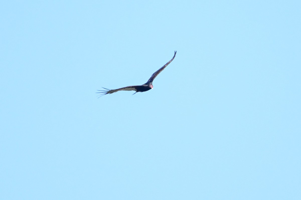 Turkey Vulture - Serg Tremblay