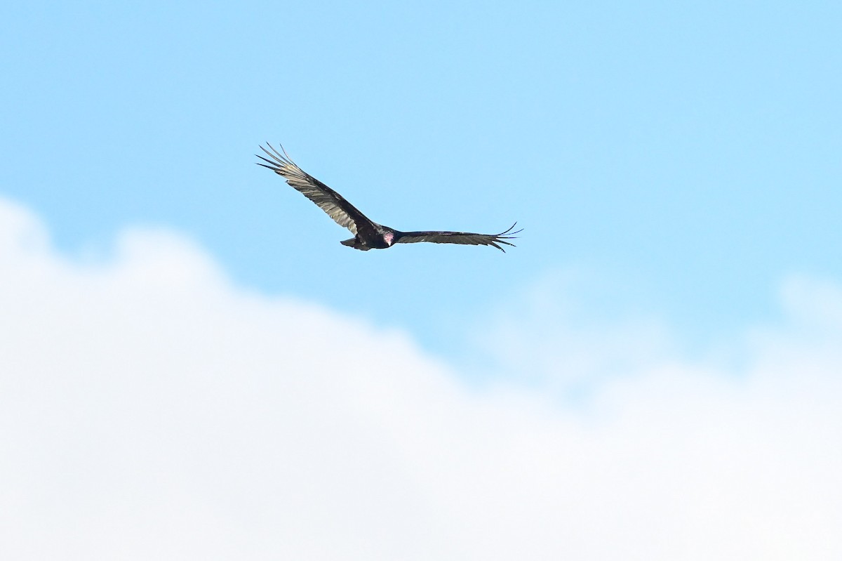 Turkey Vulture - Serg Tremblay