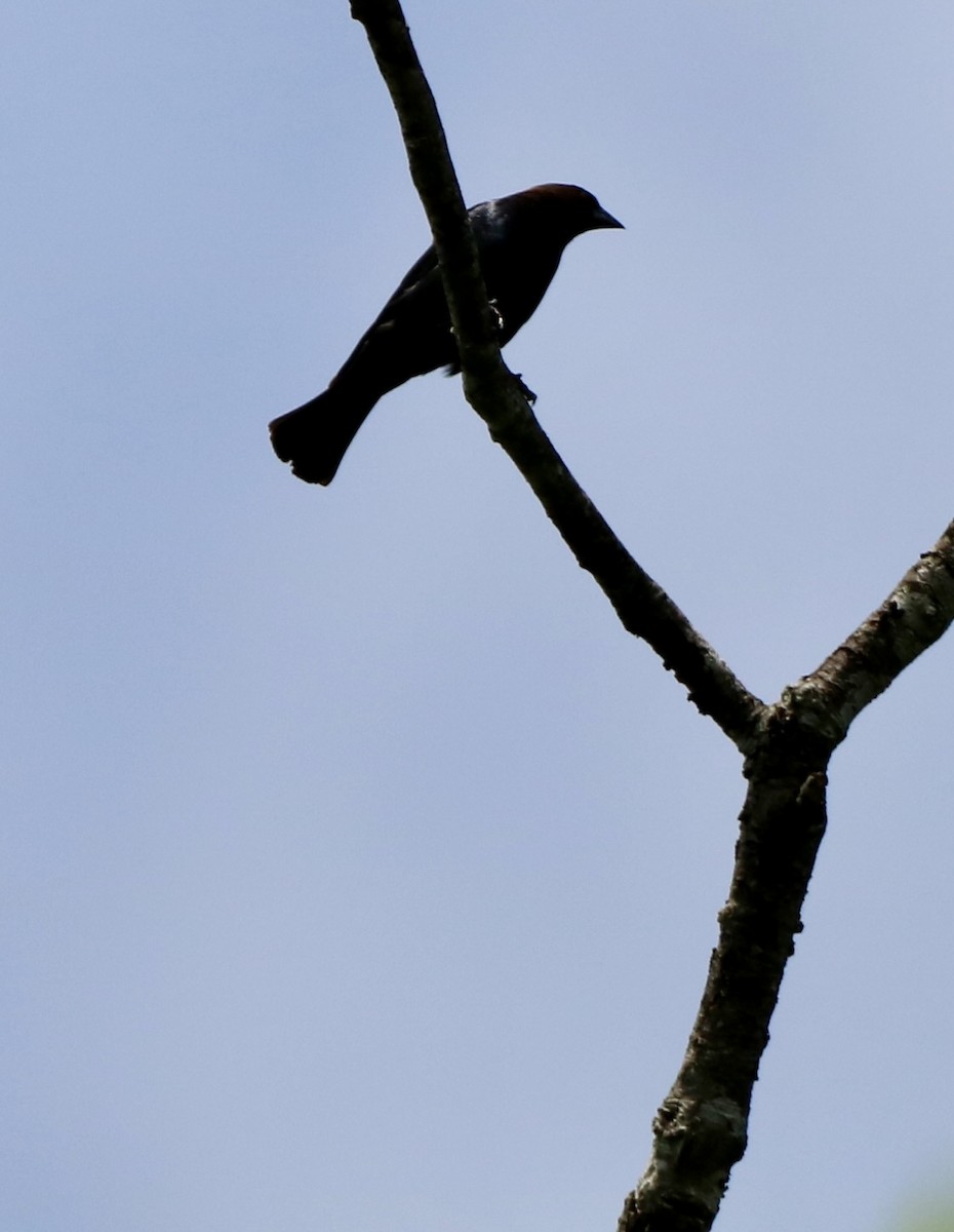 Brown-headed Cowbird - Carla Morris