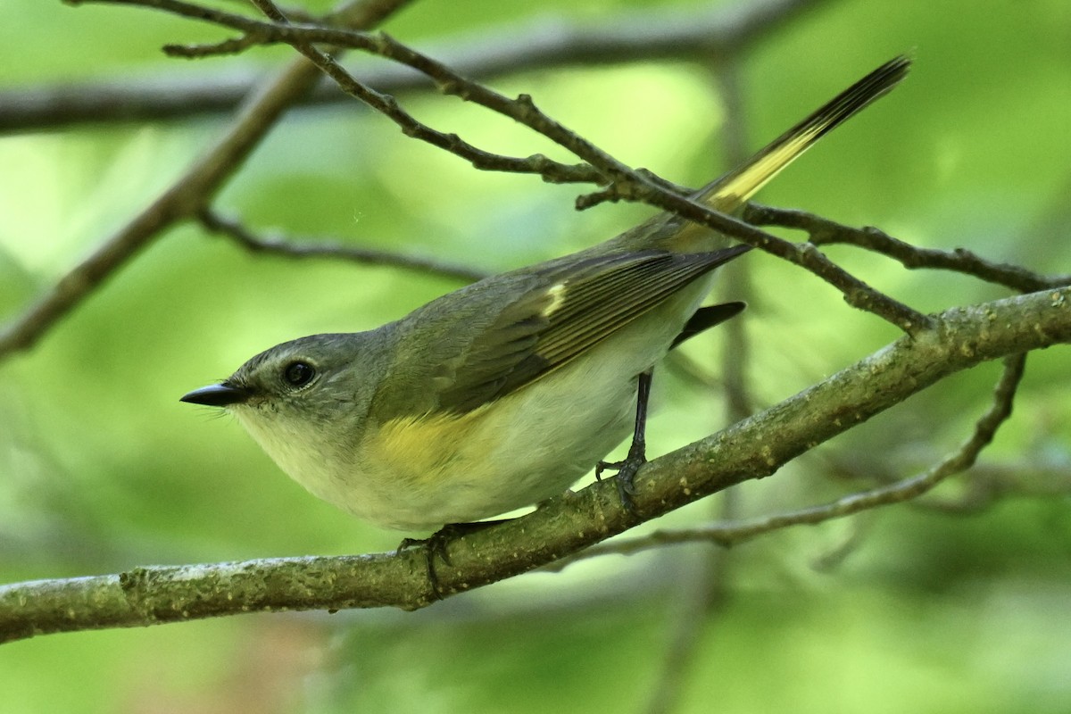 American Redstart - Michele Carnerie