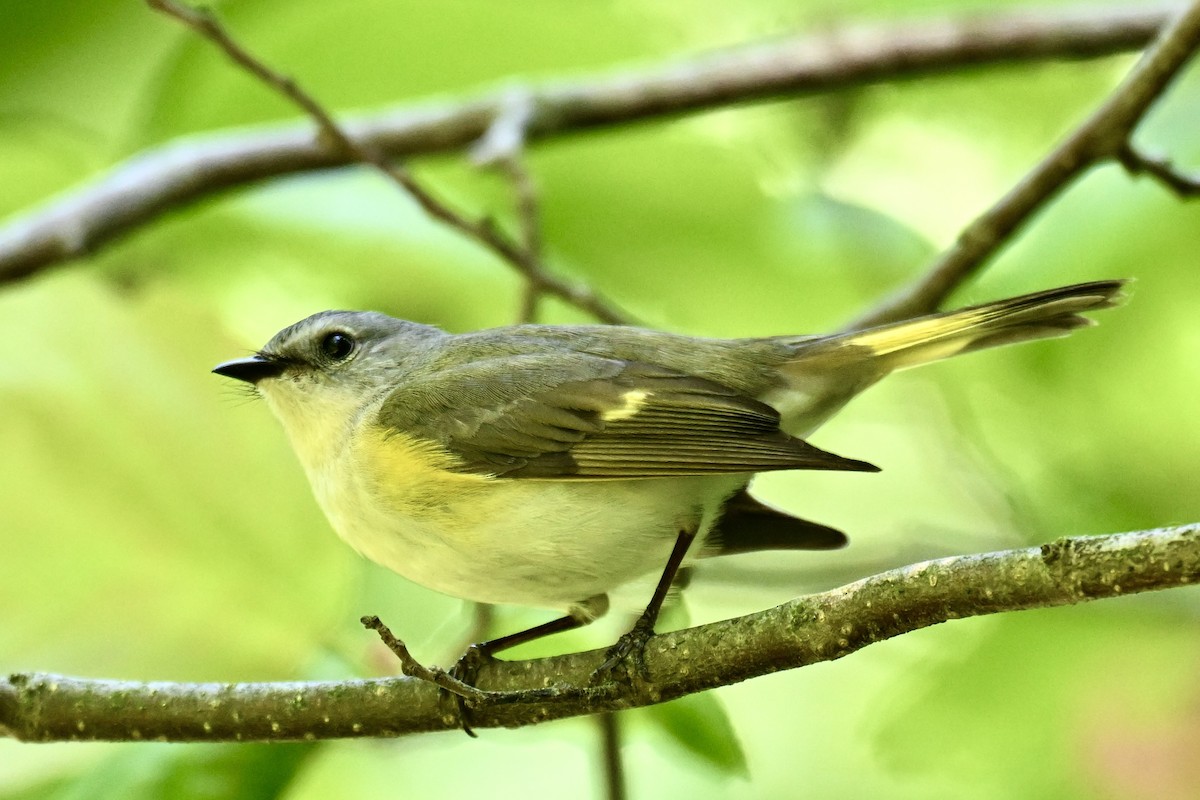 American Redstart - Michele Carnerie