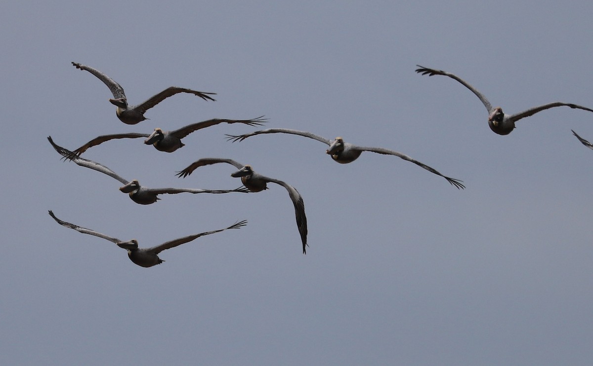 Brown Pelican - Rob Bielawski