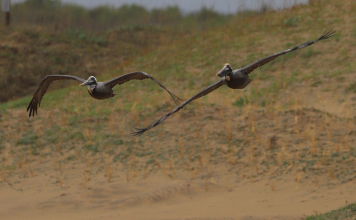 Brown Pelican - Rob Bielawski