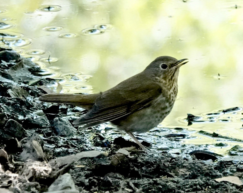 Swainson's Thrush (Olive-backed) - Rick Taylor