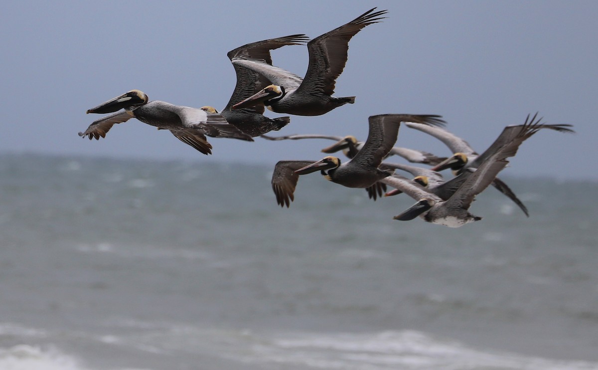 Brown Pelican - Rob Bielawski