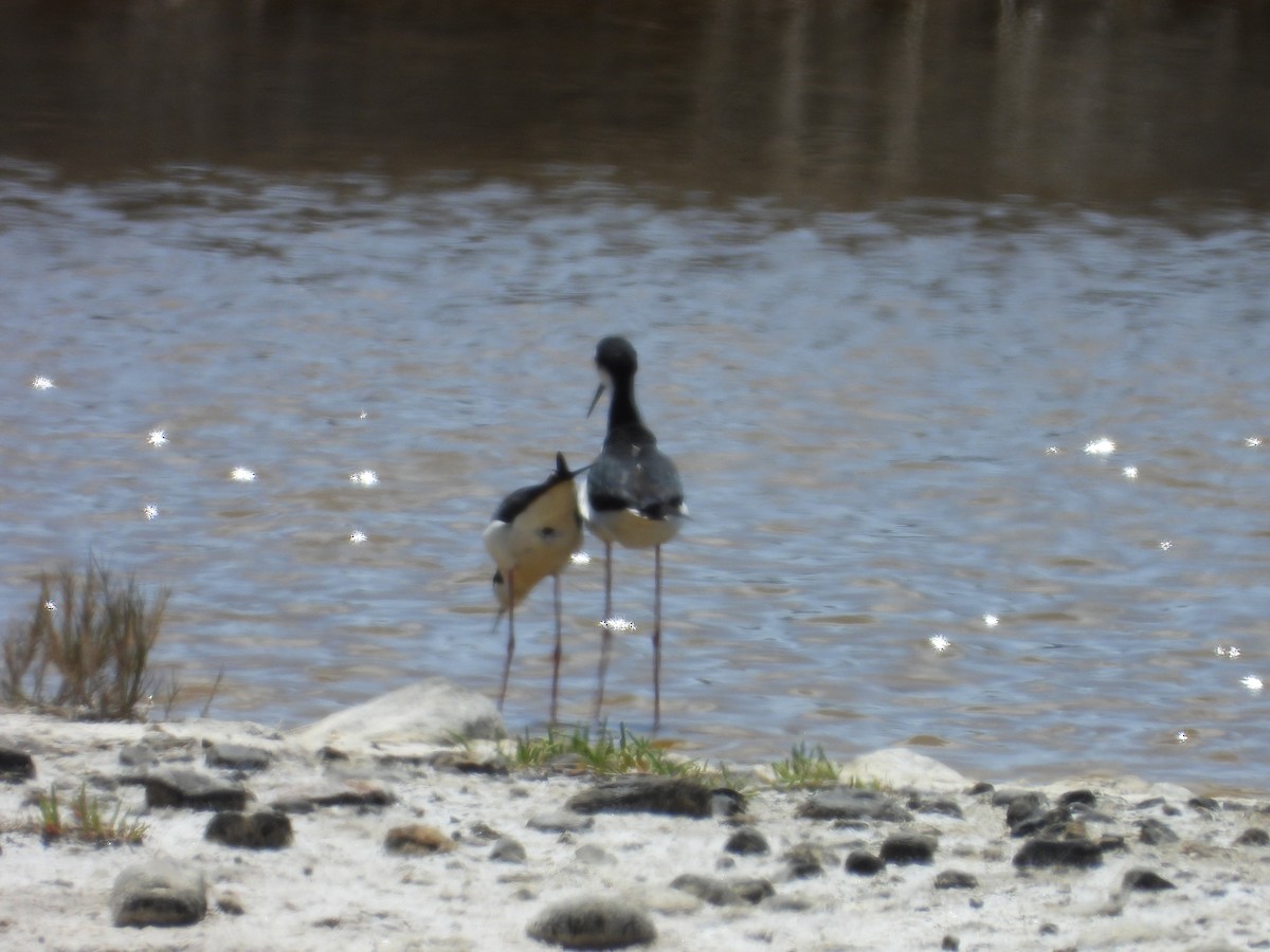 Black-necked Stilt - ML619505128