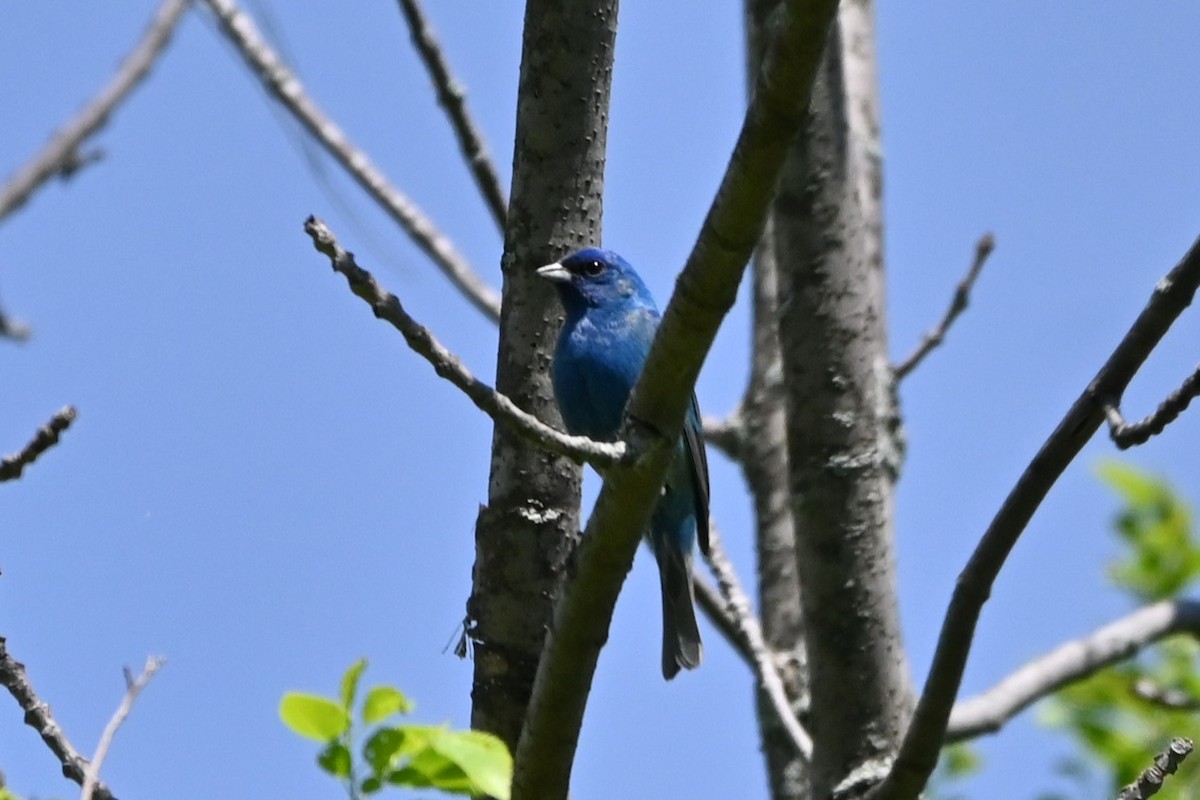 Indigo Bunting - Amanda Avery