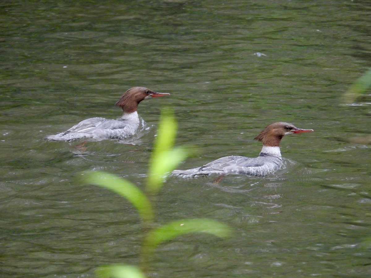 Common Merganser - Tracy Mosebey