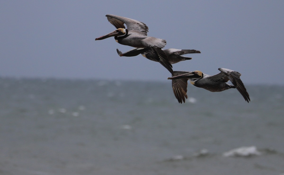 Brown Pelican - ML619505135