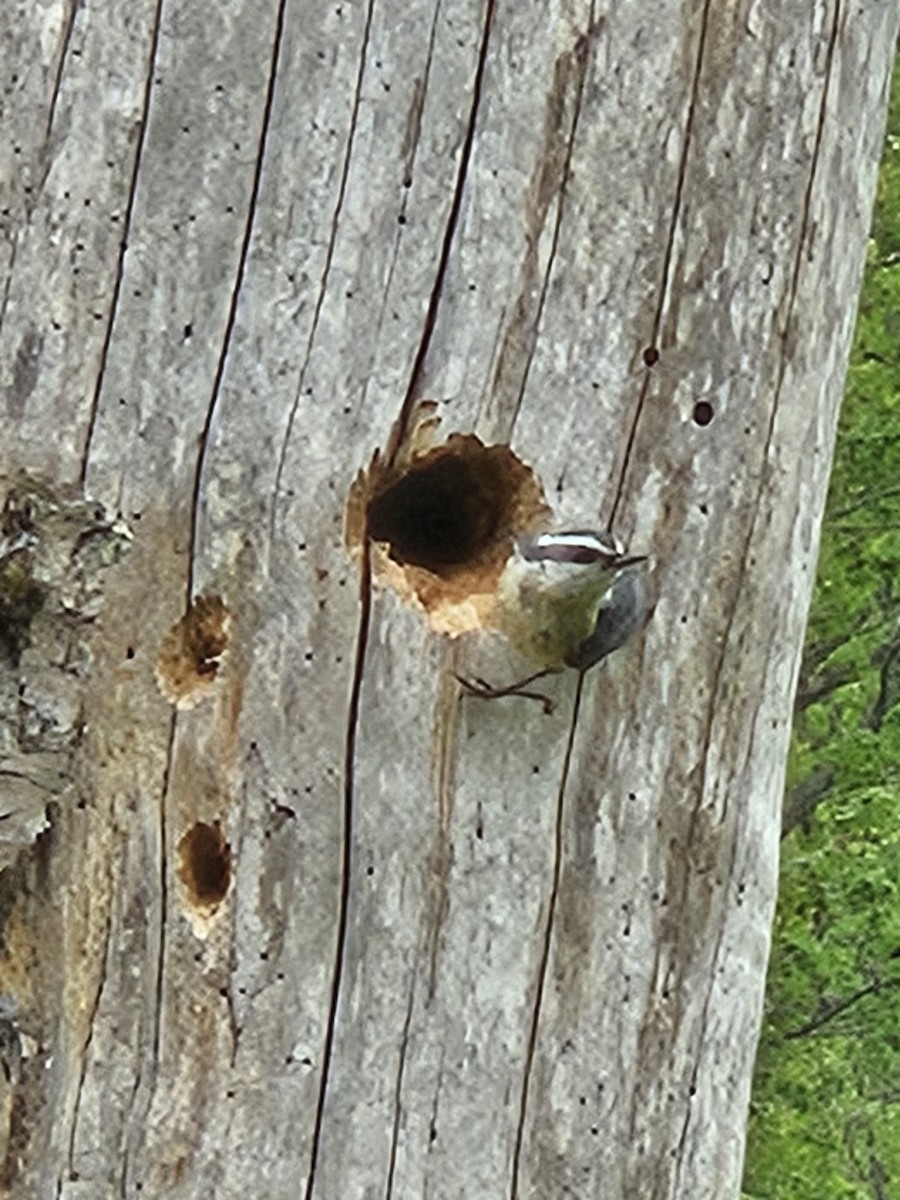 Red-breasted Nuthatch - Ken Cox