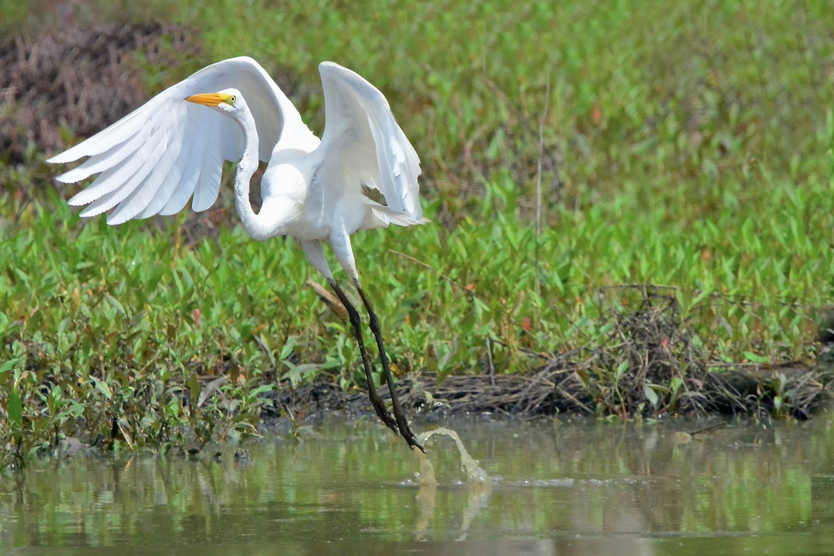 Great Egret - Seth Honig