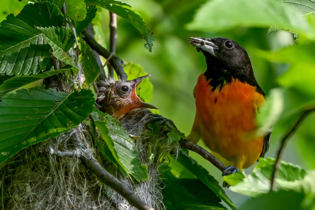 Baltimore Oriole - ML619505138