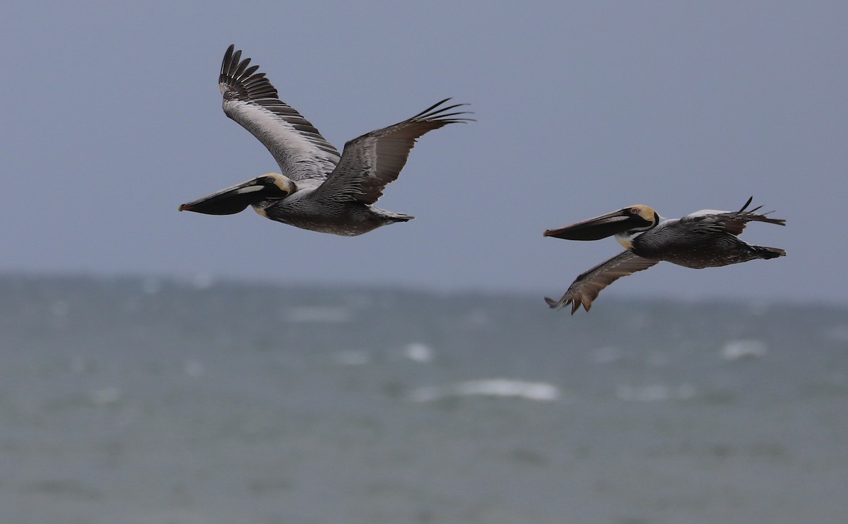 Brown Pelican - Rob Bielawski