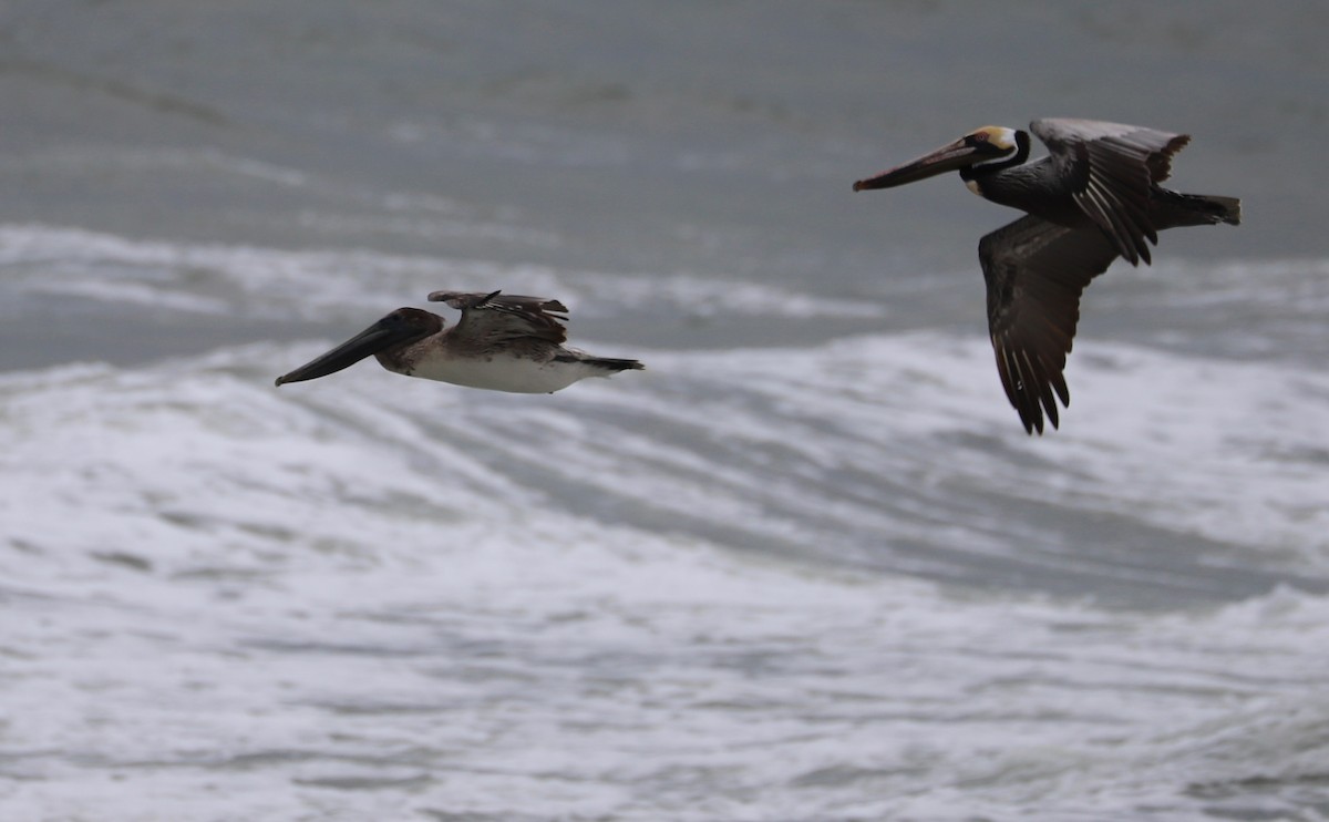 Brown Pelican - Rob Bielawski