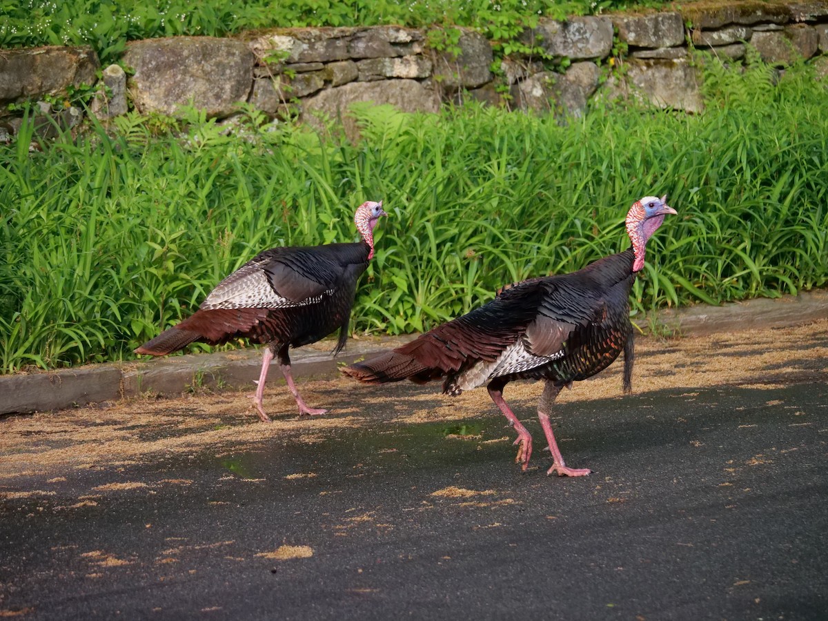 Wild Turkey - Martin Byhower