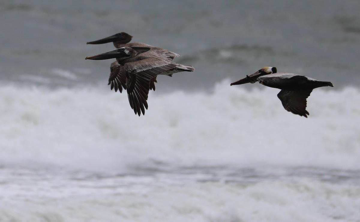 Brown Pelican - Rob Bielawski