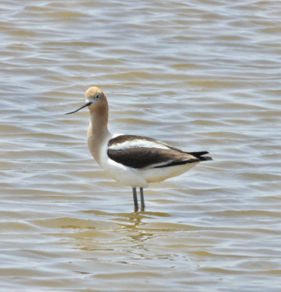 Avoceta Americana - ML619505148