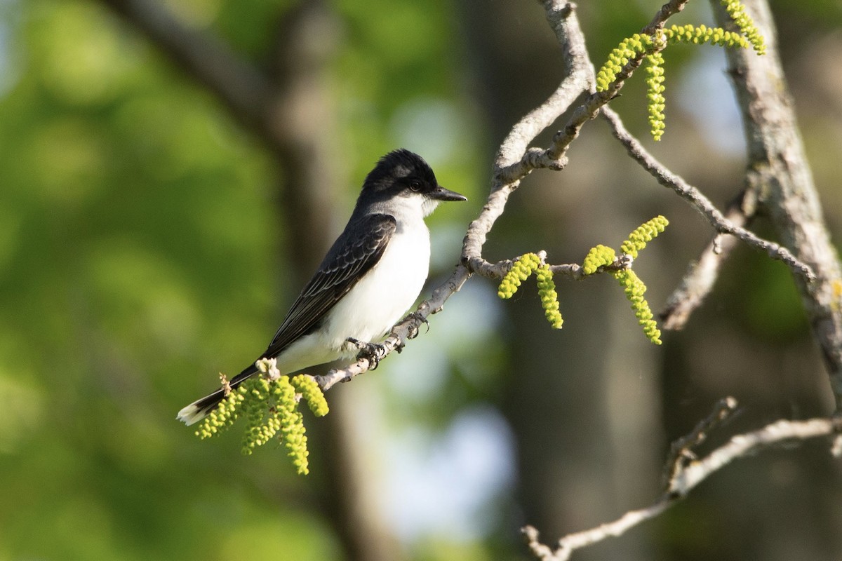 Eastern Kingbird - Natalie Queally