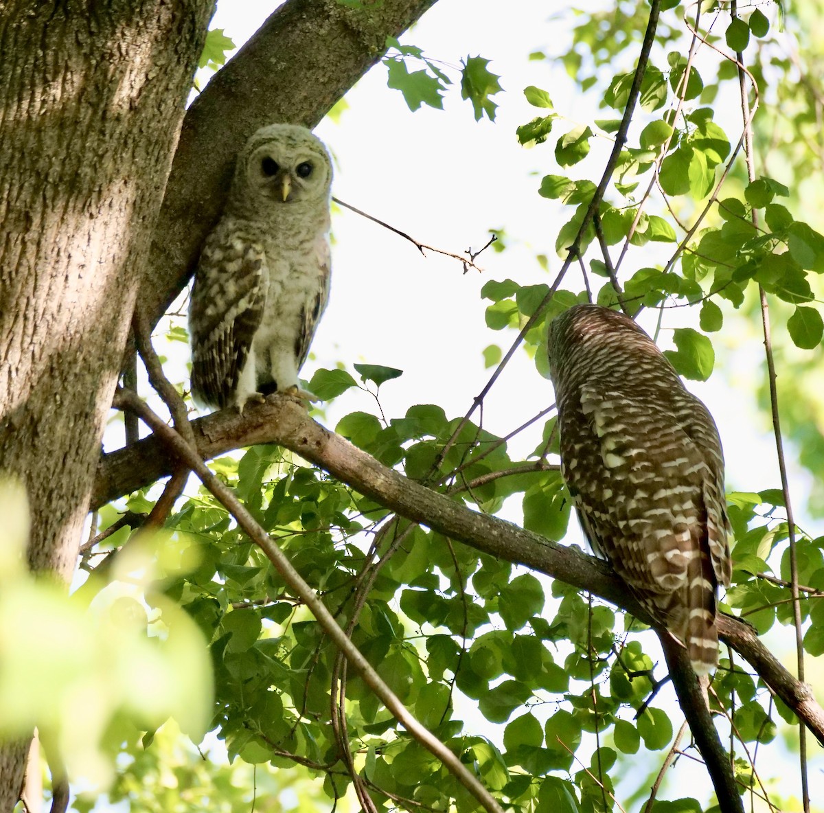 Barred Owl - Martin Byhower