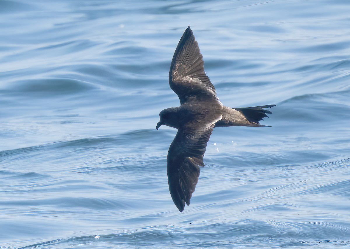 Ashy Storm-Petrel - Mark Chappell