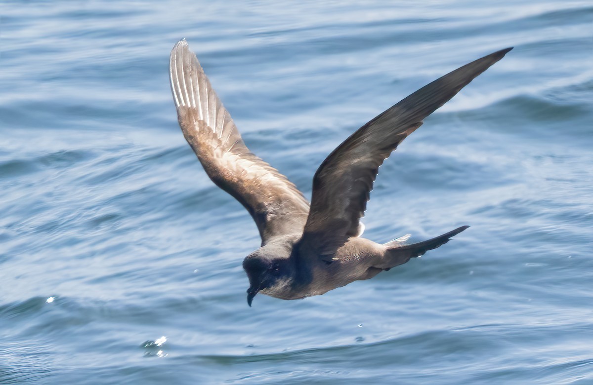 Ashy Storm-Petrel - Mark Chappell