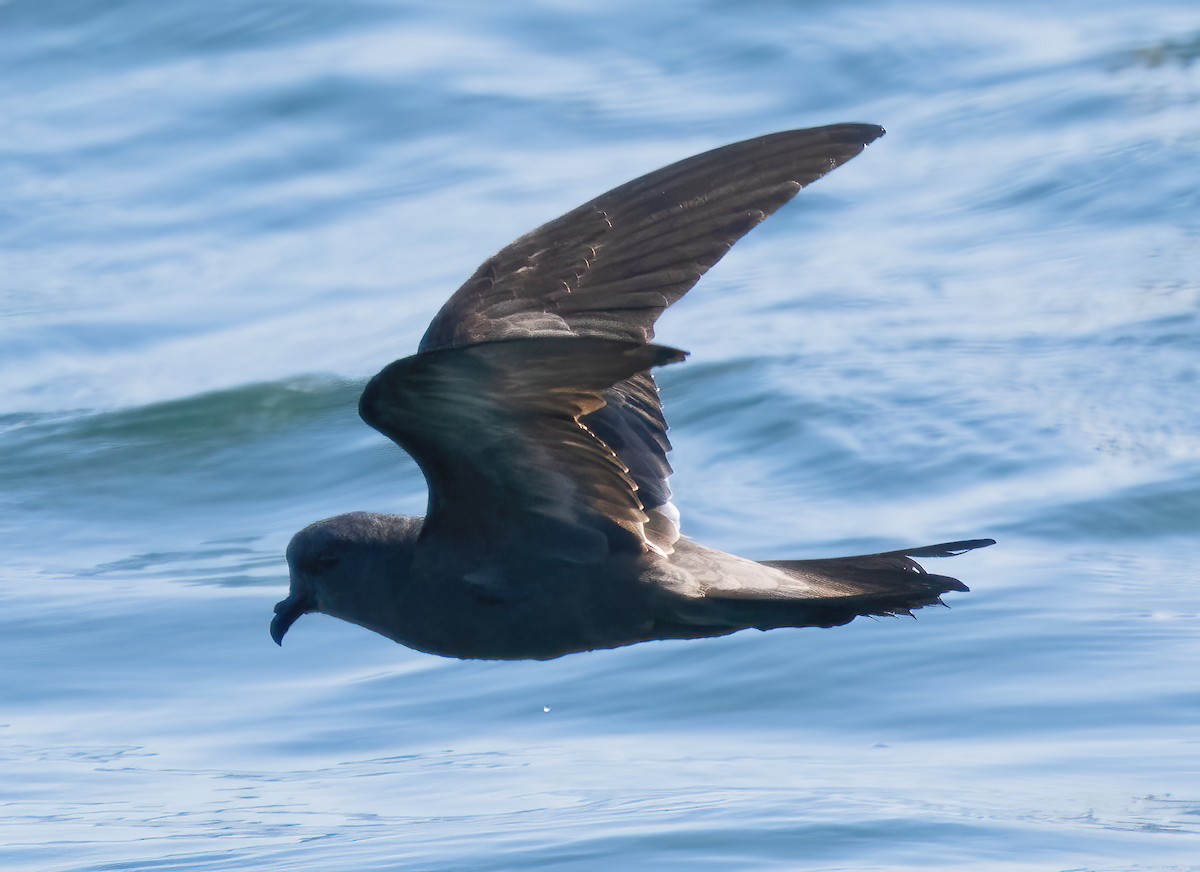 Ashy Storm-Petrel - ML619505171