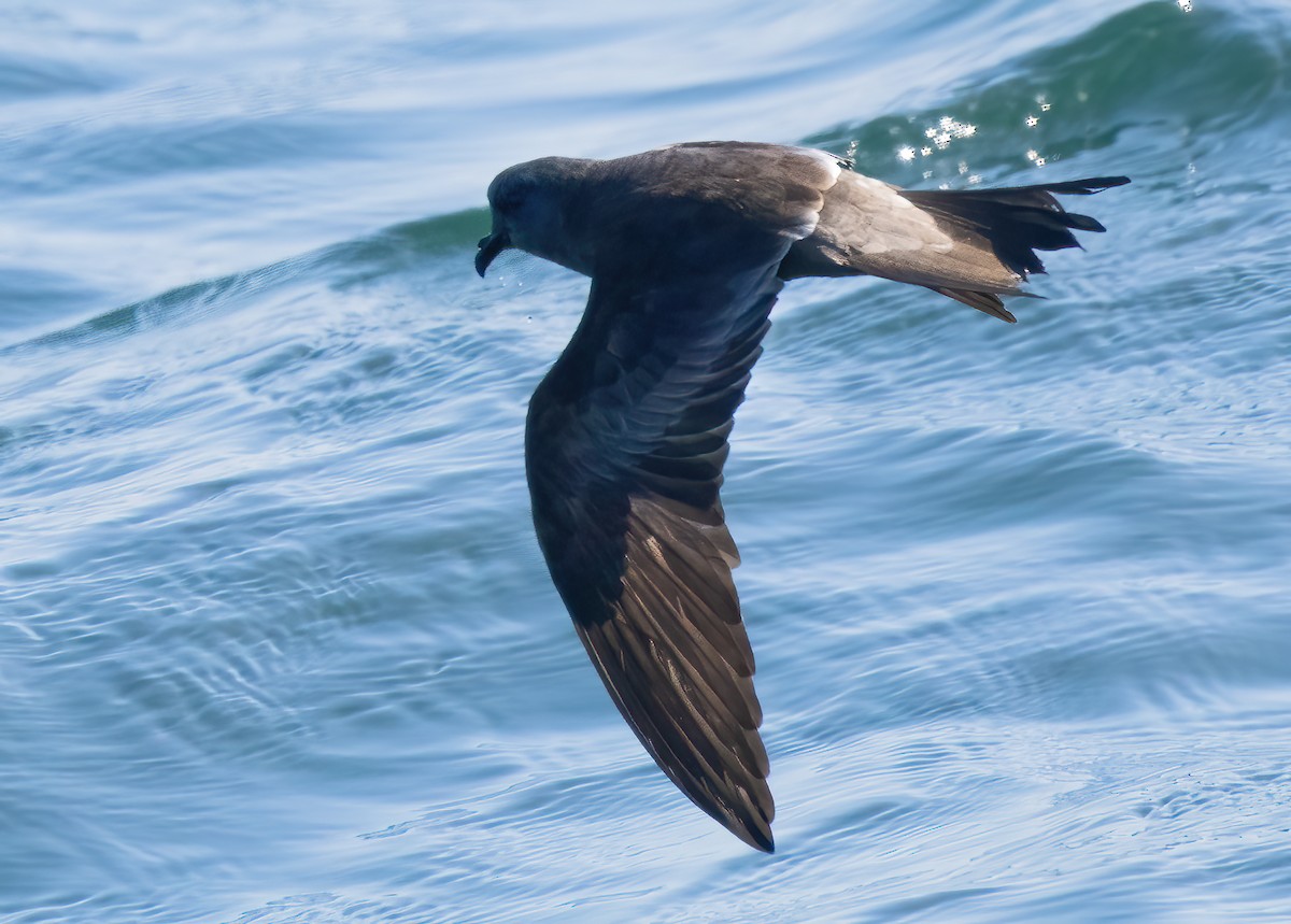 Ashy Storm-Petrel - Mark Chappell